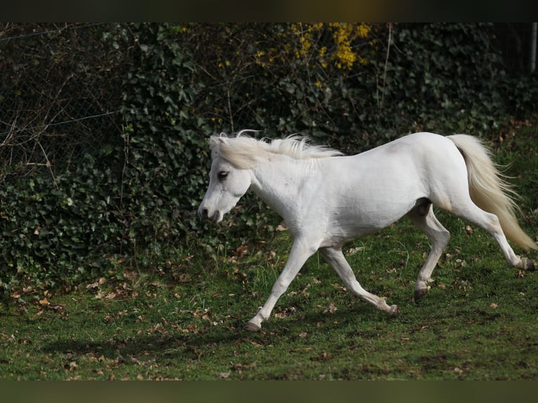 Cavallo in miniatura americano Stallone 3 Anni 84 cm Palomino in Hinterweidenthal