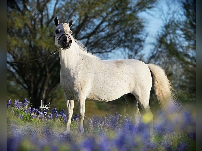 Cavallo in miniatura americano Stallone 3 Anni 90 cm Grigio in Gli&#xE8;res val de Borne