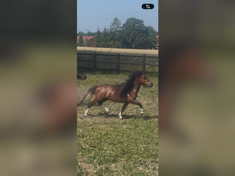 Cavallo in miniatura americano Stallone 4 Anni 83 cm Pezzato in Bad Bentheim