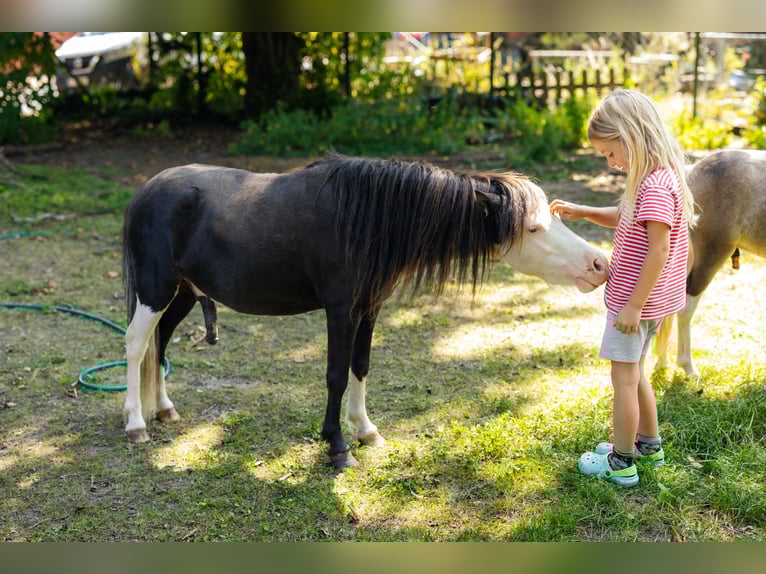 Cavallo in miniatura americano Stallone 4 Anni 92 cm Morello in S&#xF6;hlde