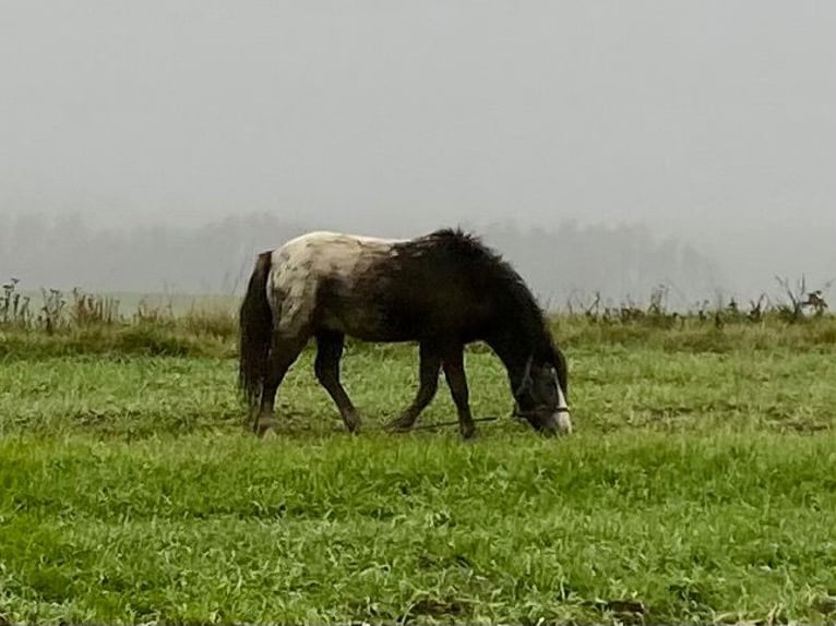 Cavallo in miniatura americano Stallone 4 Anni Pezzato in Horsovsky Tyn