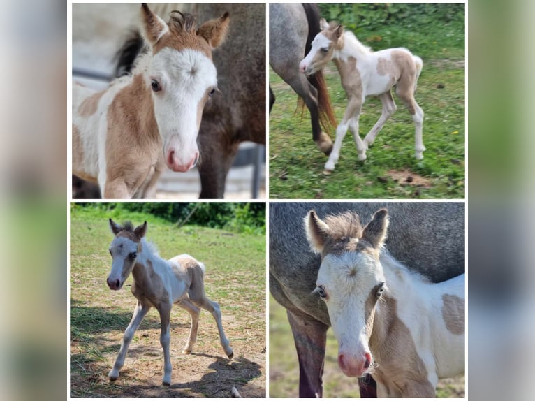 Cavallo in miniatura americano Stallone 4 Anni Roano blu in Söhlde