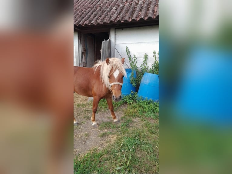 Cavallo in miniatura americano Stallone 5 Anni 100 cm Sauro scuro in Beveren