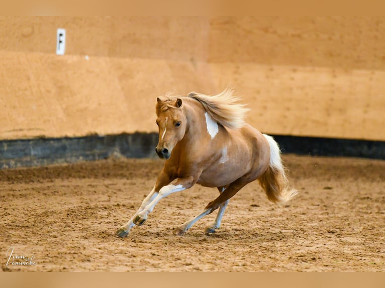 Cavallo in miniatura americano Stallone 8 Anni 93 cm in Rader Insel