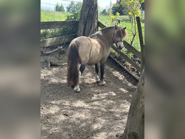 Cavallo in miniatura americano Stallone 9 Anni 90 cm Pelle di daino in Bogen