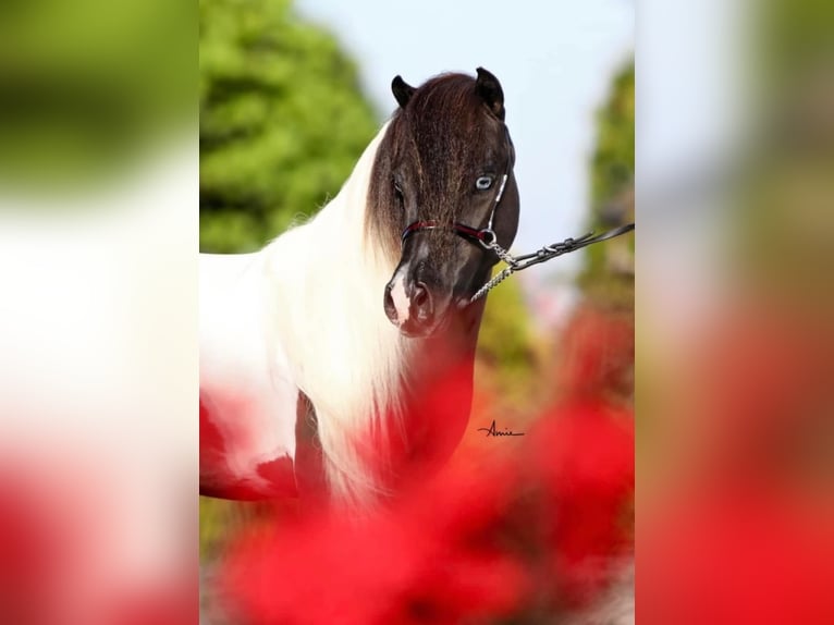 Cavallo in miniatura americano Stallone in Rauris