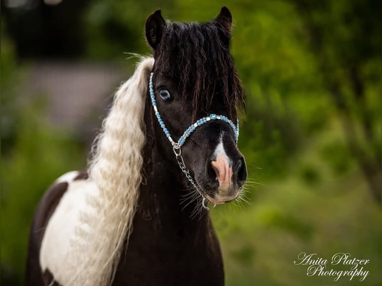 Cavallo in miniatura americano Stallone in Rauris