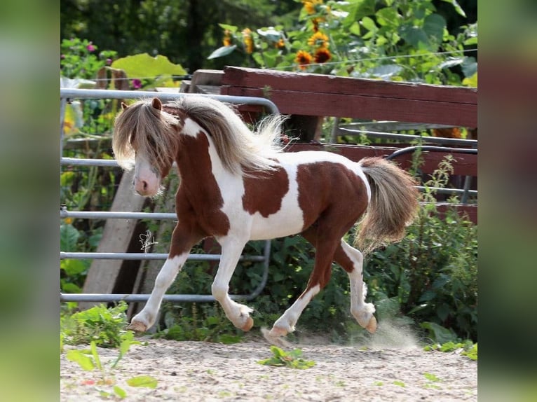 Cavallo in miniatura americano Stallone Pezzato in Garding