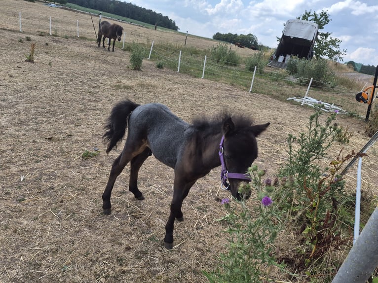 Cavallo in miniatura americano Stallone Puledri (06/2026) 80 cm Può diventare grigio in Markt Erlbach