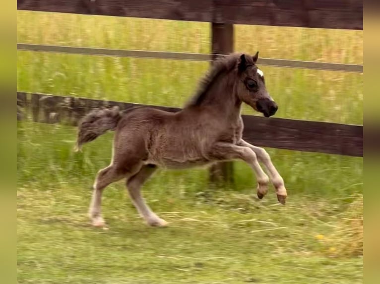 Cavallo in miniatura americano Stallone Puledri (04/2026) 86 cm Morello in Leinburg