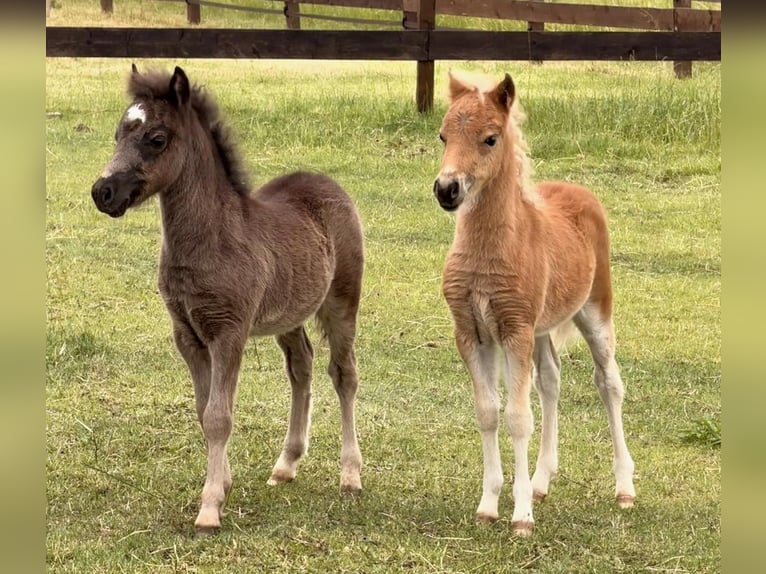 Cavallo in miniatura americano Stallone Puledri (04/2026) 86 cm Morello in Leinburg