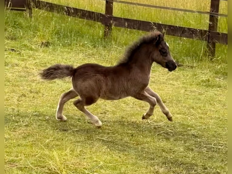 Cavallo in miniatura americano Stallone Puledri (04/2026) 86 cm Morello in Leinburg