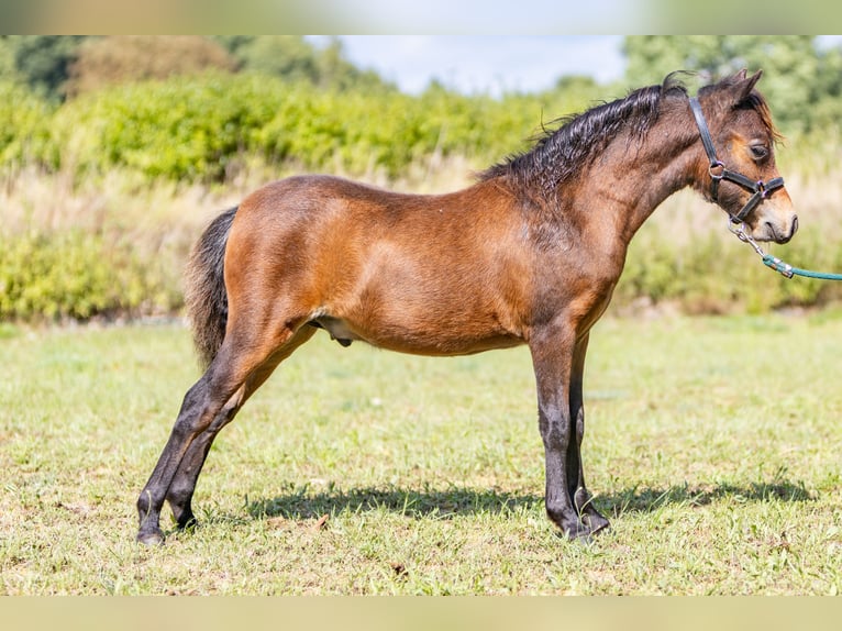 Cavallo in miniatura americano Stallone Puledri
 (01/2024) Baio in Sieversdorf-HohenofenDreetz