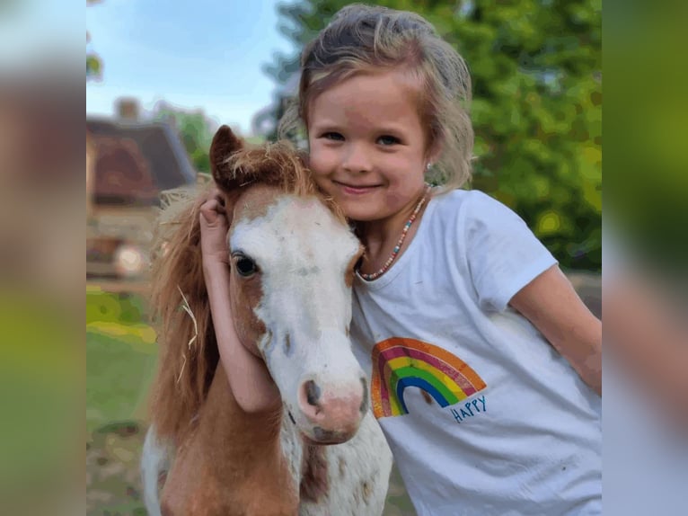 Cavallo in miniatura americano Stallone Puledri
 (01/2024) Tovero-tutti i colori in Söhlde