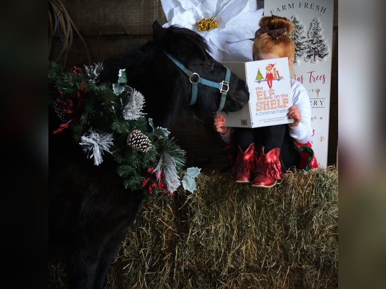 Cavallo mingreliano Giumenta 10 Anni 84 cm Pezzato in Saint Joe
