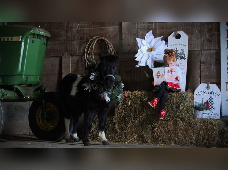 Cavallo mingreliano Giumenta 10 Anni 84 cm Pezzato in Saint Joe