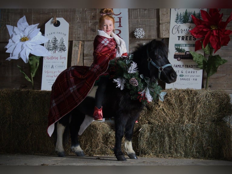Cavallo mingreliano Giumenta 10 Anni 84 cm Pezzato in Saint Joe