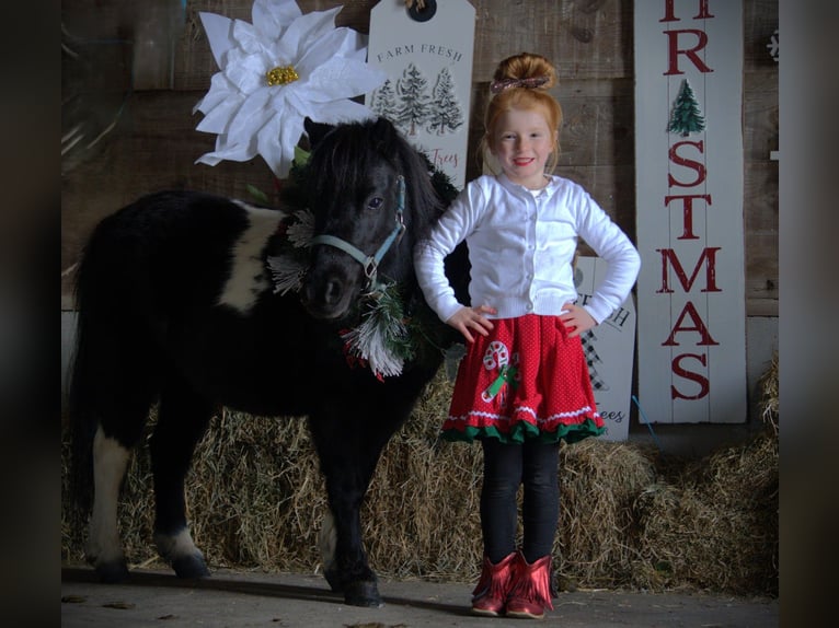 Cavallo mingreliano Giumenta 10 Anni 84 cm Pezzato in Saint Joe