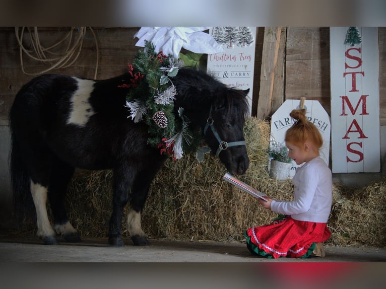 Cavallo mingreliano Giumenta 10 Anni 84 cm Pezzato in Saint Joe