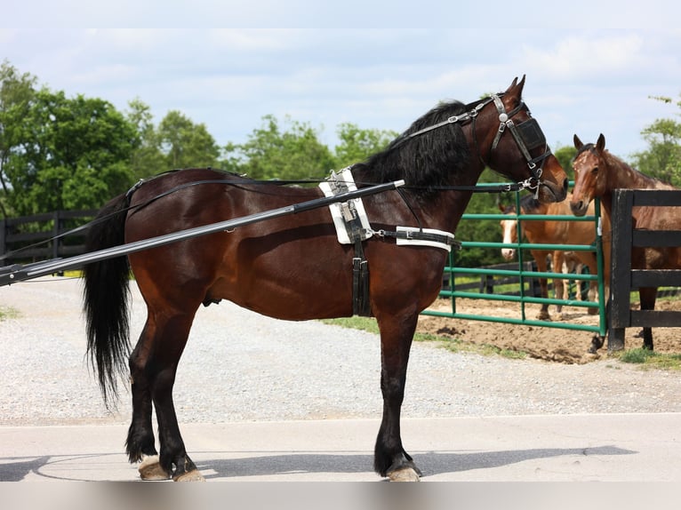 Cavallo Morgan Castrone 10 Anni 150 cm Baio ciliegia in Flemingsburg KY