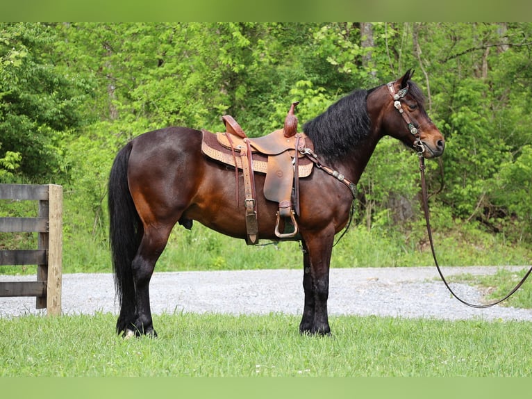 Cavallo Morgan Castrone 10 Anni 150 cm Baio ciliegia in Flemingsburg KY