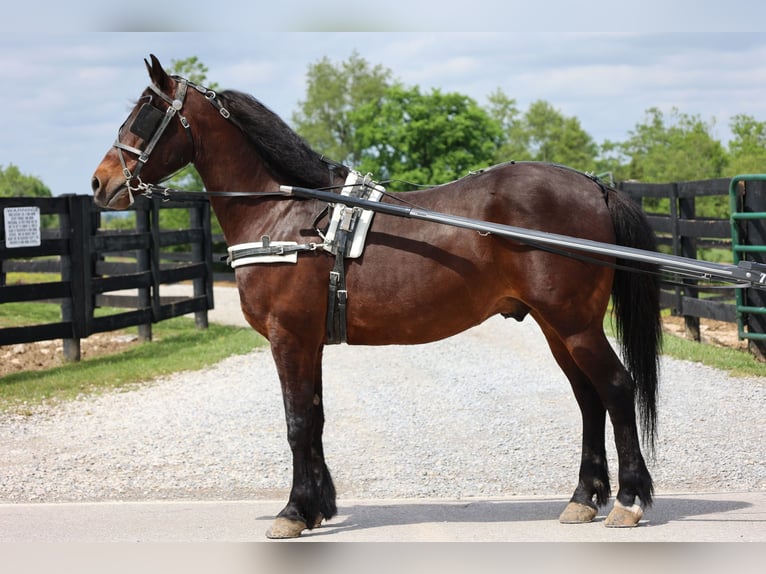 Cavallo Morgan Castrone 10 Anni 150 cm Baio ciliegia in Flemingsburg KY