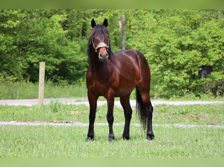 Cavallo Morgan Castrone 10 Anni 150 cm Baio ciliegia in Flemingsburg KY