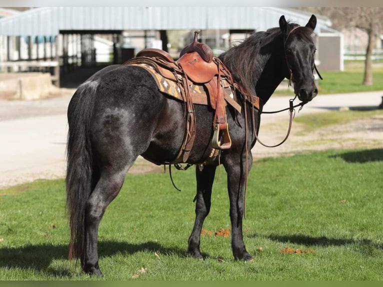 Cavallo Morgan Castrone 10 Anni 155 cm Roano blu in Charleston IL