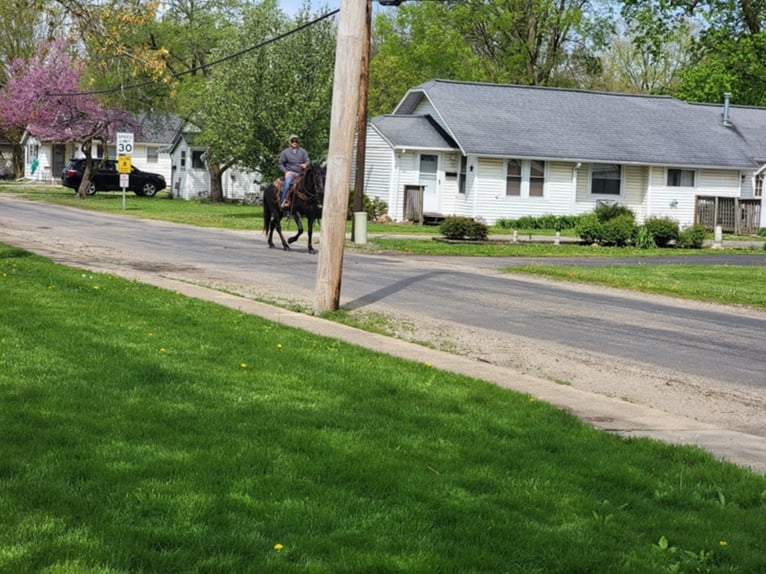 Cavallo Morgan Castrone 10 Anni 155 cm Roano blu in Charleston IL