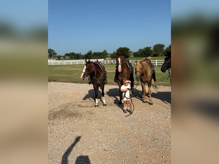 Cavallo Morgan Castrone 12 Anni 157 cm Sauro ciliegia in Bronson