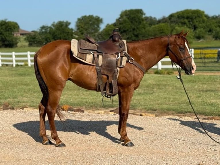 Cavallo Morgan Castrone 12 Anni 157 cm Sauro ciliegia in Bronson