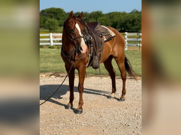 Cavallo Morgan Castrone 12 Anni 157 cm Sauro ciliegia in Bronson