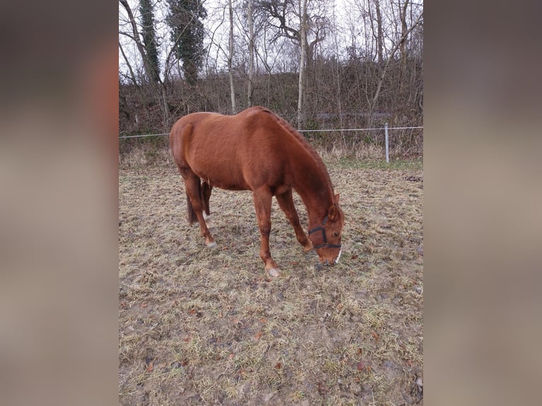 Cavallo Morgan Castrone 13 Anni 160 cm Sauro in Bad Essen