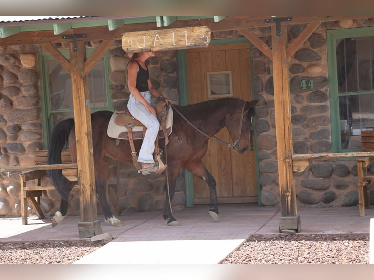 Cavallo Morgan Castrone 14 Anni 145 cm Baio ciliegia in Cottonwood AL