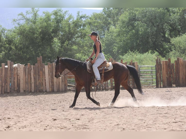 Cavallo Morgan Castrone 14 Anni 145 cm Baio ciliegia in Cottonwood AL
