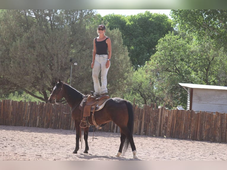 Cavallo Morgan Castrone 14 Anni 145 cm Baio ciliegia in Cottonwood AL