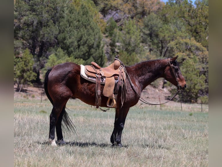 Cavallo Morgan Castrone 15 Anni 145 cm Baio ciliegia in Cottonwood AL