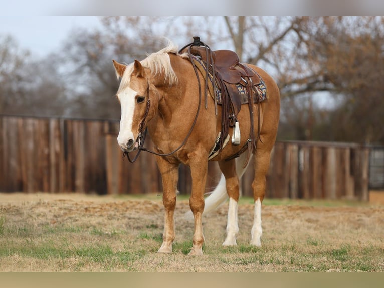 Cavallo Morgan Mix Castrone 15 Anni 157 cm Palomino in Stephenville, TX