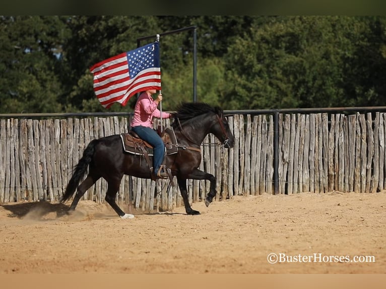 Cavallo Morgan Castrone 16 Anni 152 cm Morello in Weatherford TX