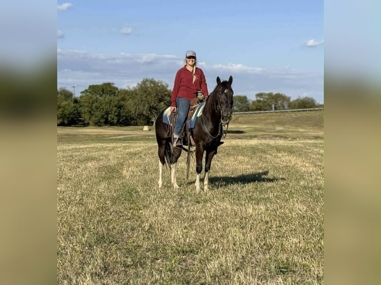 Cavallo Morgan Castrone 3 Anni 142 cm Baio chiaro in Poolville