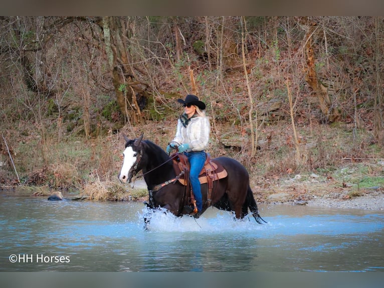 Cavallo Morgan Castrone 5 Anni 147 cm Morello in Flemingsburg KY