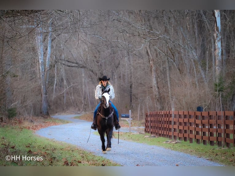 Cavallo Morgan Castrone 5 Anni 147 cm Morello in Flemingsburg KY