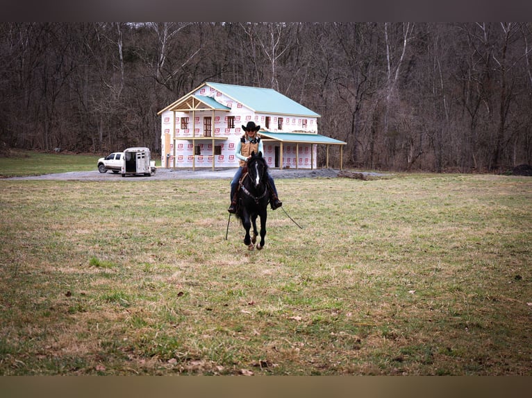Cavallo Morgan Castrone 5 Anni 150 cm Morello in Flemingsburg KY