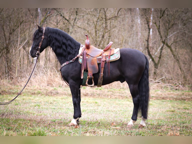 Cavallo Morgan Castrone 5 Anni 150 cm Morello in Flemingsburg KY