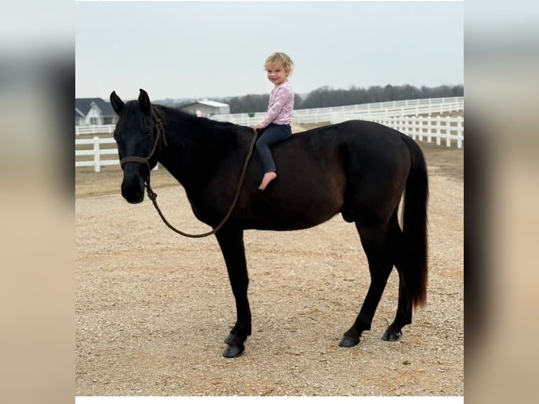 Cavallo Morgan Castrone 5 Anni 152 cm Morello in Fort Collins