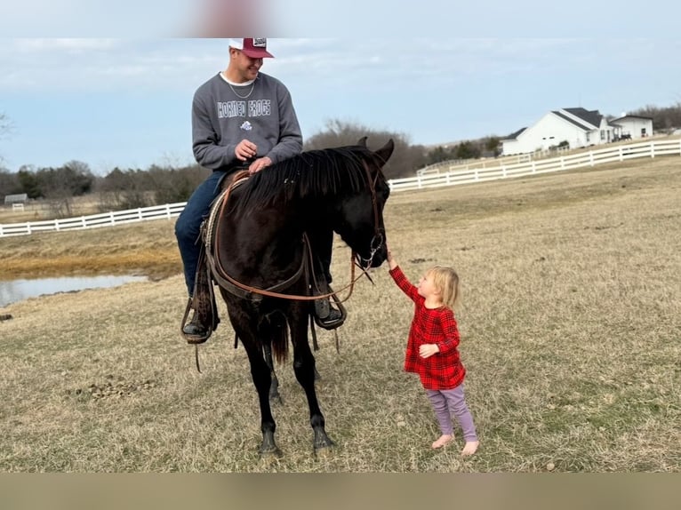 Cavallo Morgan Castrone 5 Anni 152 cm Morello in Fort Collins