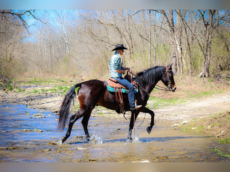 Cavallo Morgan Castrone 5 Anni Baio ciliegia in Flemingsburg KY