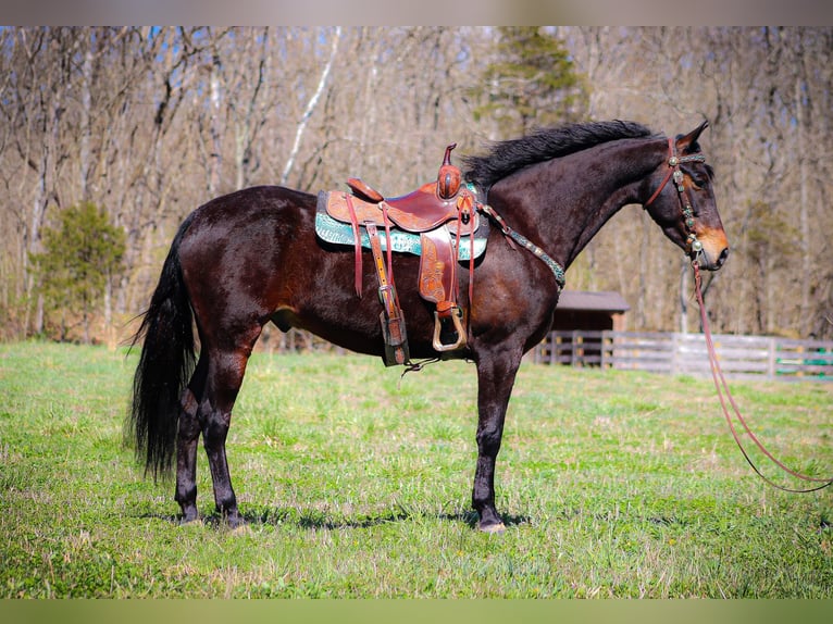 Cavallo Morgan Castrone 5 Anni Baio ciliegia in Flemingsburg KY