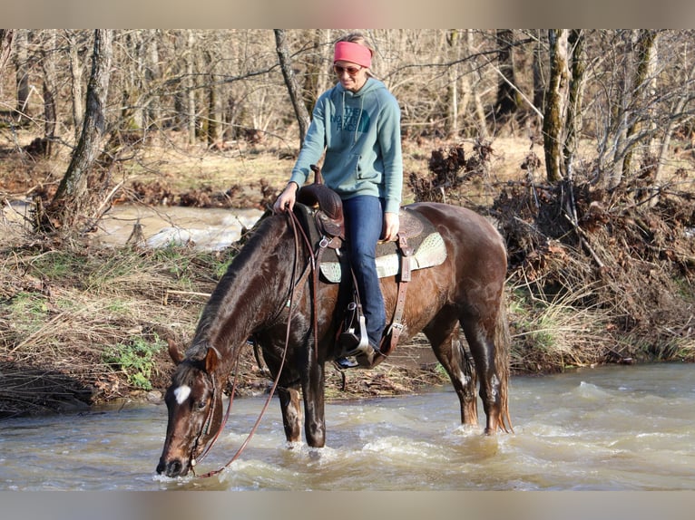 Cavallo Morgan Castrone 5 Anni Baio in Hillsboro KY