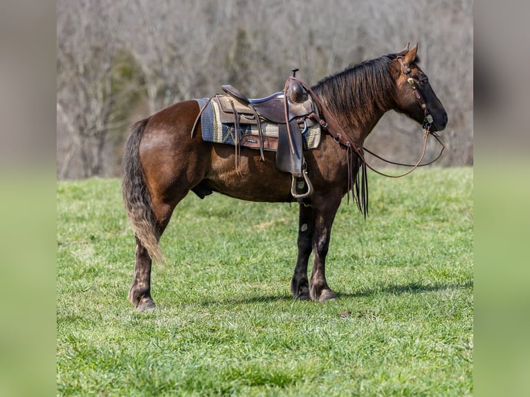 Cavallo Morgan Castrone 6 Anni 147 cm Baio in Ewing KY